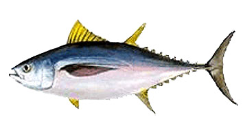Mindestgrößen für das Angeln für Patudo o Tuna